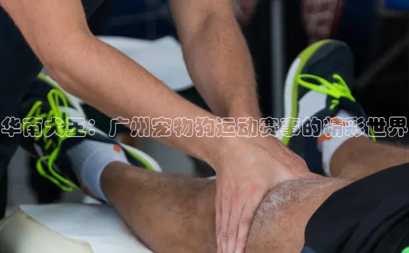 华南犬王：广州宠物狗运动赛事的精彩世界