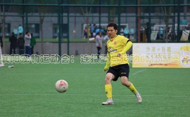 襄阳宠物运动会：连接爱与运动的社区盛会